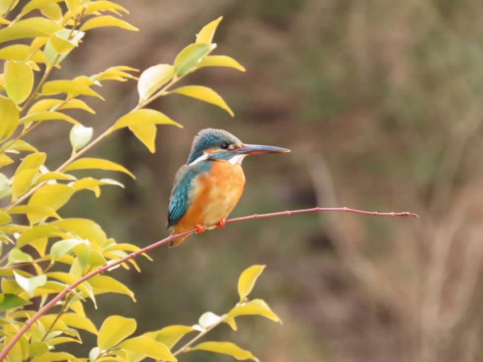 野鳥の会